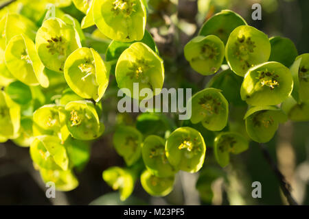 Euphorbia macro, incandescente dal sole del pomeriggio. Foto Stock