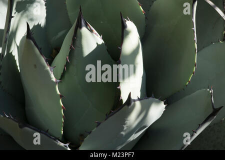 Questo è un'Agave parryi, nativo di Arizona, New Mexico e Messico settentrionale e popolarmente coltivate per asciugare i giardini. Foto Stock