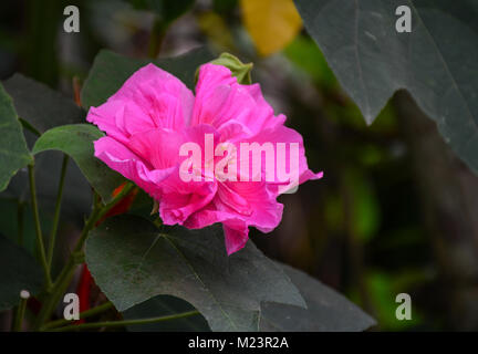 Ibisco rosa fiore (Hibiscus rosa sinensis) sul ramo hanno offuscato e bokeh in background. Foto Stock