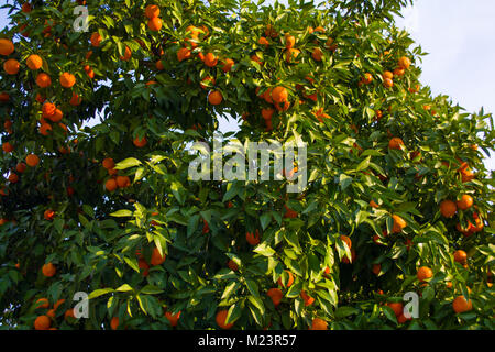 Fresche e mature le arance nel ramo della struttura Foto Stock