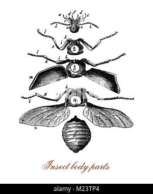 Gli insetti di parti del corpo, illustrazione vintage Foto Stock