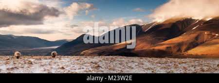 Una pecora in una coperta di neve campo sulla montagna di Latrigg, con Skiddaw la collina che sorge dietro, nel Lake District inglese. Foto Stock