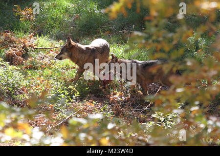 Il lupo per la fauna di Civitella Alfedena Foto Stock