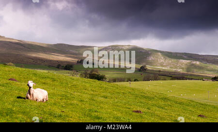 Una pecora si siede nel campo sotto cieli bui sul pendio di una collina nel paesaggio di rotolamento di Inghilterra del Yorkshire Dales National Park. Foto Stock