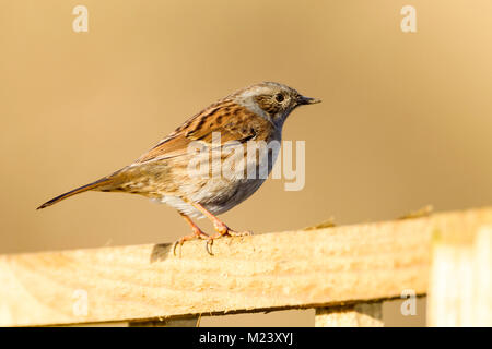 Northampton, Regno Unito 4° febbraio 2018. Meteo. Una molto fredda mattina con alcuni nevischio, un Dunnock Prunella modularis (Prunellidae) appollaiato sul traliccio in attesa di ottenere per l'alimentatore. Credito: Keith J Smith./Alamy Live News Foto Stock