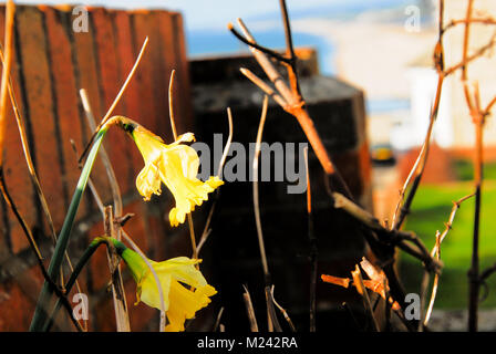 Chesil Beach, Dorset. 4 febbraio 2018 - Inizio fioritura Dorset narcisi, sopra Chesil Beach, sono stati catturati dal freddo improvviso a scatto e sono ora avvizzimento Credito: stuart fretwell/Alamy Live News Foto Stock