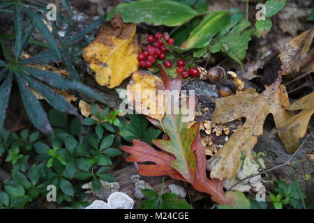 Collezione di tesori naturali sul suolo della foresta Foto Stock