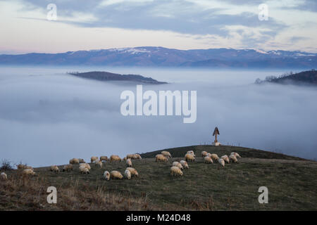 Pecore al pascolo su un pendio Foto Stock