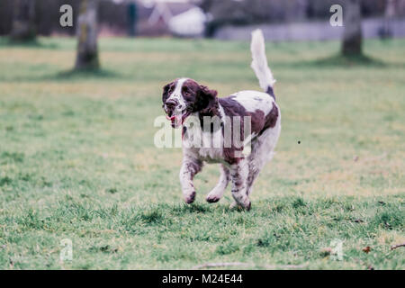 Fegato e White Springer Spaniel su una passeggiata al di fuori, Oxfordshire, Regno Unito. Foto Stock