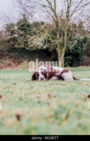 Fegato e White Springer Spaniel su una passeggiata al di fuori, Oxfordshire, Regno Unito. Foto Stock