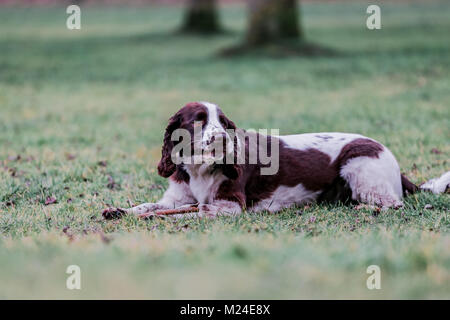 Fegato e White Springer Spaniel su una passeggiata al di fuori, Oxfordshire, Regno Unito. Foto Stock