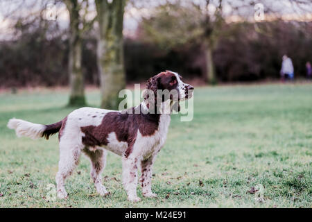 Fegato e White Springer Spaniel su una passeggiata al di fuori, Oxfordshire, Regno Unito. Foto Stock