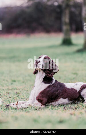 Fegato e White Springer Spaniel su una passeggiata al di fuori, Oxfordshire, Regno Unito. Foto Stock