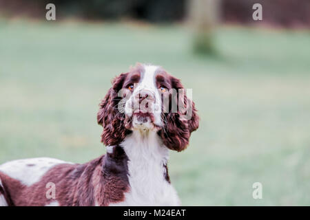 Fegato e White Springer Spaniel su una passeggiata al di fuori, Oxfordshire, Regno Unito. Foto Stock