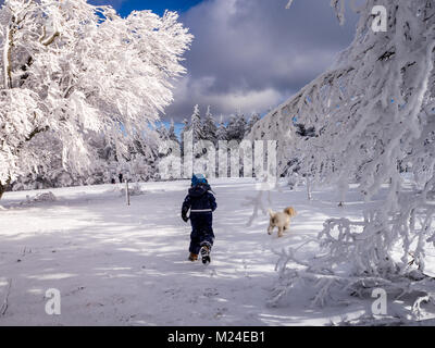 Un ragazzo e il cane che corre attraverso il bellissimo ricoperto di ghiaccio faggi nella foresta nera. Questo è in un posto chiamato "chauinsland' (guardare nella valle)