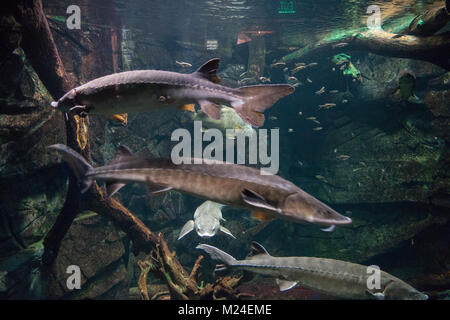 ECHO Leahy centro per il lago Champlain Burlington VT Foto Stock