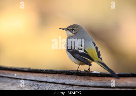 Ballerina gialla Foto Stock
