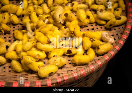 White Bozzoli di bachi da seta con copyspace Foto Stock