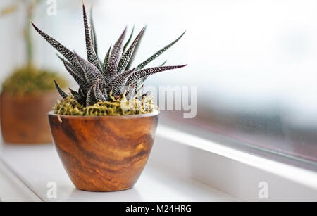 Le piante succulente sul davanzale in bagno moderno. Calgary, Alberta, Canada. Foto Stock