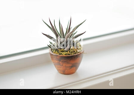 Piante succulente sul davanzale in bagno moderno. Calgary, Alberta, Canada. Foto Stock