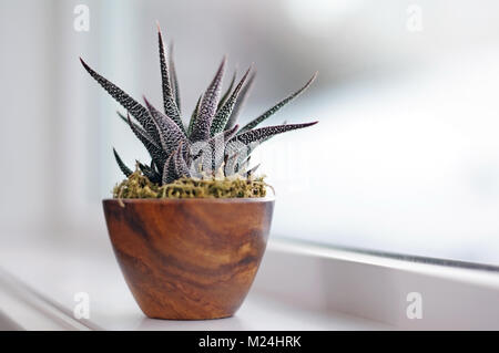 Piante succulente sul davanzale in bagno moderno. Calgary, Alberta, Canada. Foto Stock