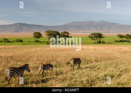 Zebre a piedi attraverso le pianure nel cratere di Ngorongoro, Tanzania Foto Stock