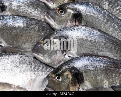 Pesce fresco su un mercato del pesce o stallo del mercato. Raffreddato con ghiaccio dorade o testa dorato orate di pesci. Foto Stock