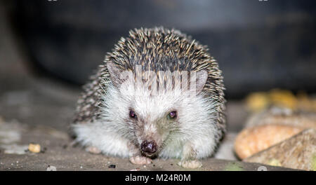 Un africano riccio godendo della sua cena di biscotti cat Foto Stock