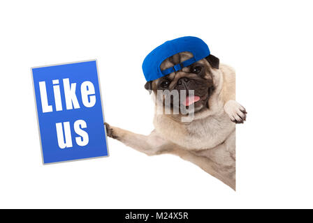 Frolic pug cucciolo di cane tenendo su blu come noi segno, appeso lateralmente dal banner bianco, isolato Foto Stock