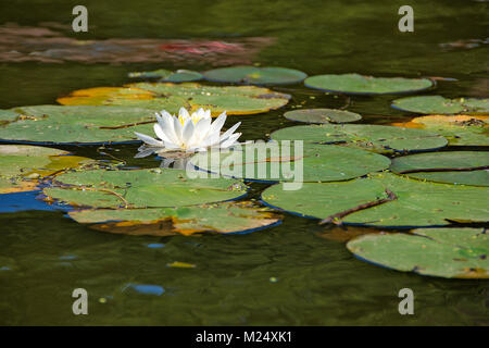 Singola bianco ninfee galleggianti in acqua di stagno con ninfee Foto Stock