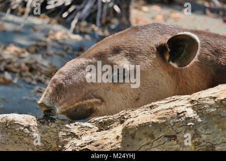 Vicino la fotografia di un selvaggio di Baird, il tapiro (Tapirus bairdii) su una spiaggia nel Parco Nazionale di Corcovado, sulla penisola di Osa nel sud della Costa Rica. Foto Stock