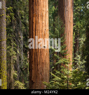 Sequoia tronchi di alberi di Sequoia National Park, California, Stati Uniti d'America Foto Stock