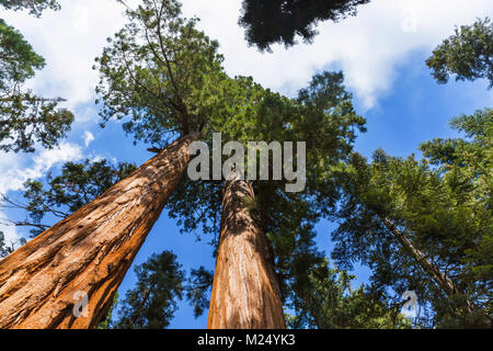 Cerca fino a cime di alberi di sequoia in Sequoia National Park, California, Stati Uniti d'America Foto Stock