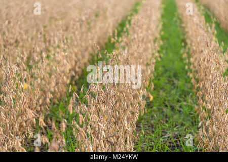 Fila di piante di soia e raccolto di coperta, agricoltura rigenerativa Foto Stock