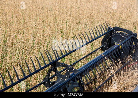 Combinare la raccolta del campo di soia Foto Stock