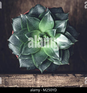 La Stone Rose succulenta cactus. Vista dall'alto, il fuoco selettivo. Raccolto di quadrati Foto Stock