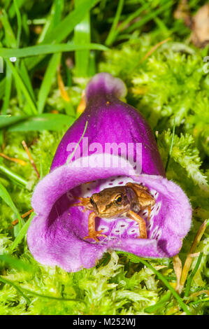 Rana comune nasconde al suo interno un fiore Foxglove nel nuovo Parco Nazionale Foreste, Hampshire, Regno Unito Foto Stock
