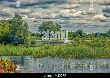 Il fiume forelands del Waal vicino Nijmegen nei Paesi Bassi Foto Stock