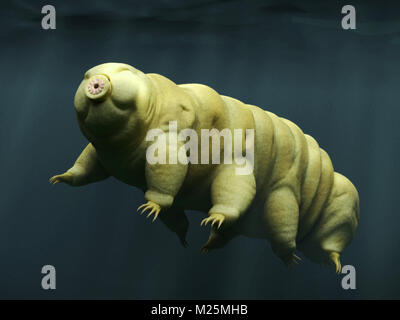 Tardigrada, acque di balneazione bear Foto Stock