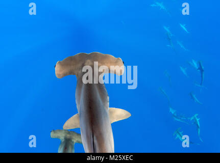 Scuole di squali martello forma dagli impianti offshore di Kona, Hawaii ogni anno. Foto Stock