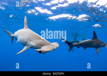 Scuole di squali martello forma dagli impianti offshore di Kona, Hawaii ogni anno. Foto Stock