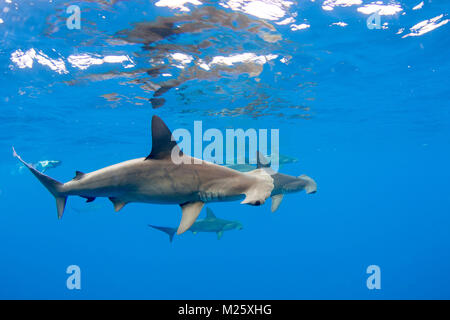 Scuole di squali martello forma dagli impianti offshore di Kona, Hawaii ogni anno. Foto Stock