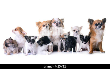 Cuccioli chihuahua e adulti di fronte a uno sfondo bianco Foto Stock