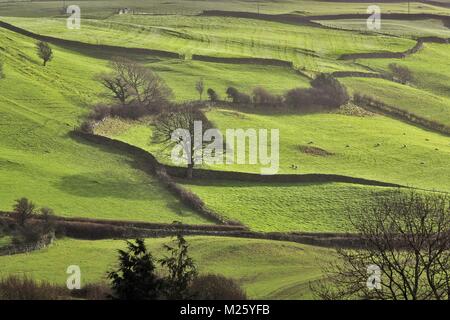 Nel tardo pomeriggio la luce attraverso campi circostanti da vecchi muri di pietra in Cumbria in autunno Foto Stock