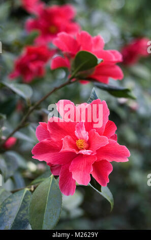 Camellia 'libertà Bell' Fiori. Foto Stock