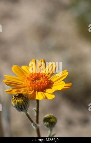 Close-up di un luminoso giallo-arancione girasole nel deserto in fiore con due gemme, posizionato nella parte inferiore sinistra del telaio,copia di spazio al di sopra, sfondo neutro Foto Stock