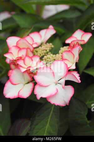 Hydrangea macrophylla 'amore Ti bacio', un lacecap hydrangea, nel giardino inglese di frontiera, tarda estate, REGNO UNITO Foto Stock