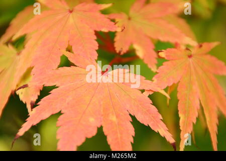 Acer palmatum 'Sangola kaku' acero giapponese chioma visualizzazione rosaceo autunnali colorazione gialla (in tarda estate), Regno Unito Foto Stock
