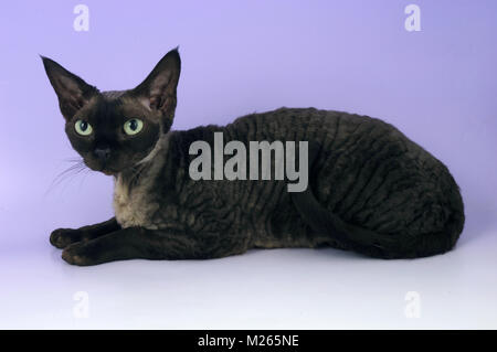 Fumo nero devon rex Gatto sdraiato Foto Stock