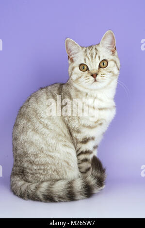 Il cioccolato tabby British Shorthair cat, seduta Foto Stock